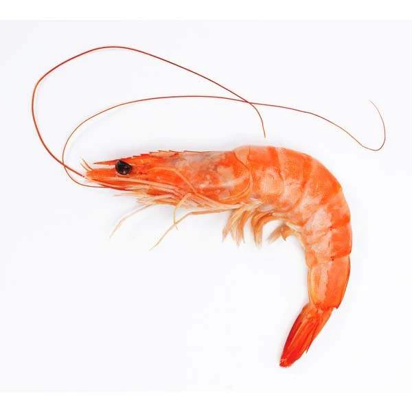 Shrimp