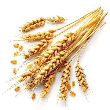 Wheat